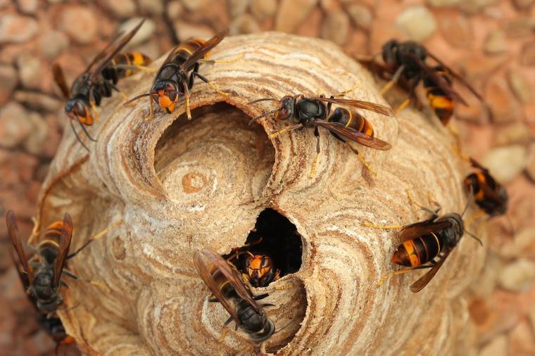 Guy, Ninovois de 60 ans, est en état de mort cérébrale après avoir été piqué par des frelons asiatiques… Il voulait simplement nourrir son poney !