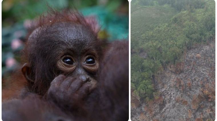 La fumée des incendies en Indonésie étouffe l’Asie du Sud-Est, le sauvetage des orangs-outans se poursuit