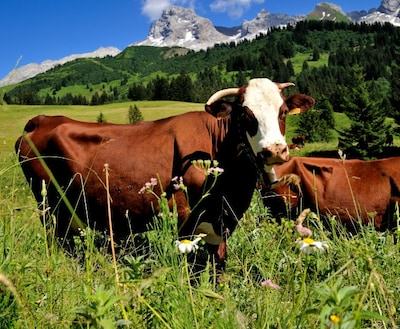 Belg slaat alarm voor mysterieuze ‘noodkreten’ in Franse bergen, zoekactie krijgt bizarre wending