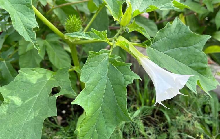 Deze zeer gevaarlijke plant in je tuin? Gooi hem nooit bij het GFT