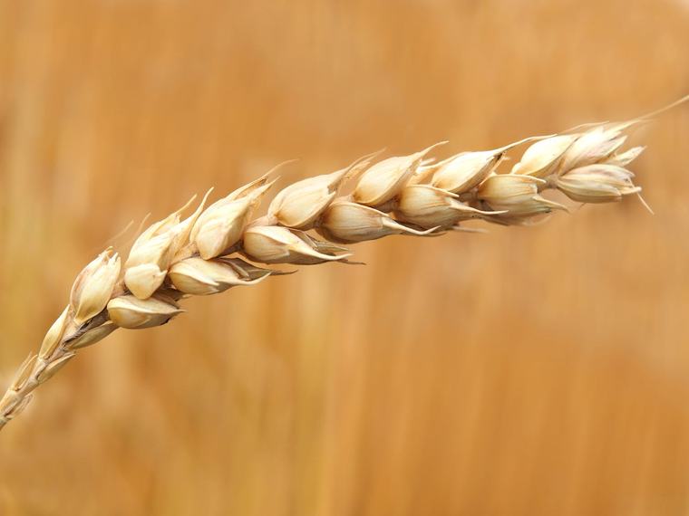 Rusland ontwikkelt tarwe die tot dubbel zoveel graan produceert