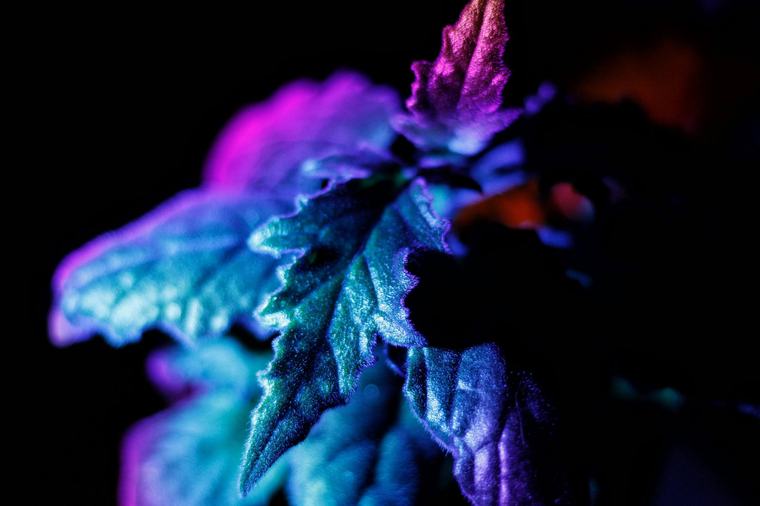 Chinese wetenschappers ontwikkelen lichtgevende planten voor duurzame stadsverlichting