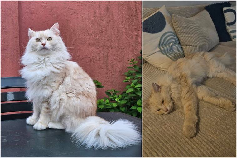 Un chat de race retrouvé en périphérie bruxelloise... à 40 km de chez lui : "les miracles existent encore"