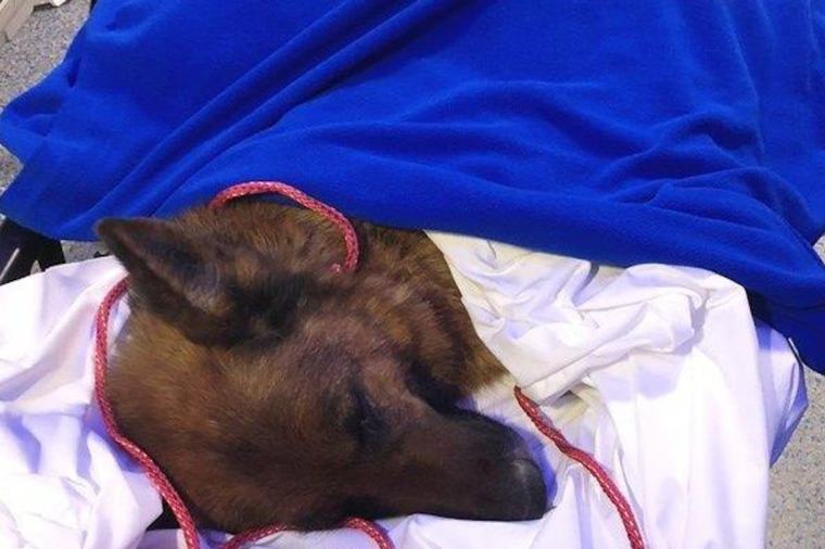 Liège : Surchargée, la Clinique Vétérinaire Universitaire des Animaux de Compagnie met en “pause” son service d’urgence