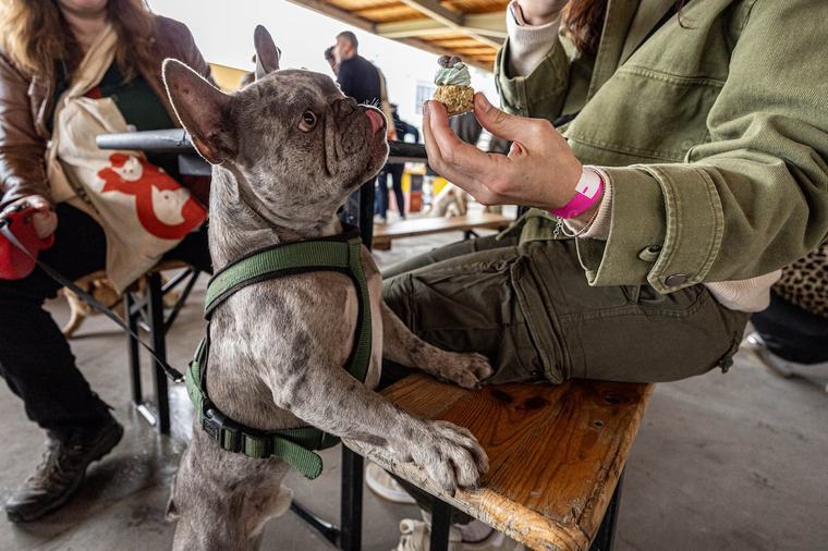 Piscines, massages, dog dancing : le festival Woofstock dédié aux chiens revient à Bruxelles les 26 et 27 septembre