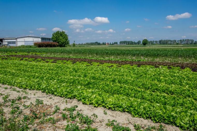 Bijna helft landarbeiders wereldwijd vergiftigd door pesticiden