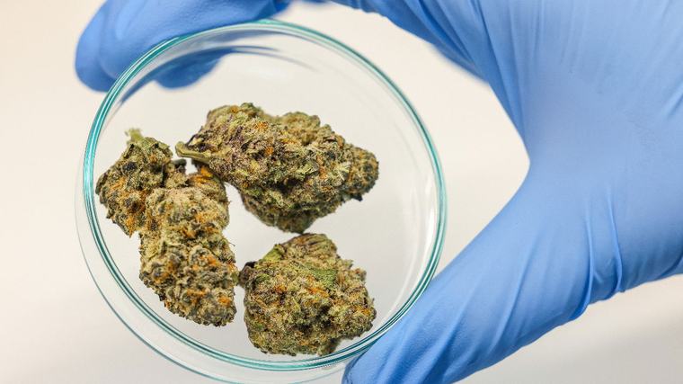 Medicinale cannabis heeft weinig effect op psyschische aandoeningen volgens Lancet-studie