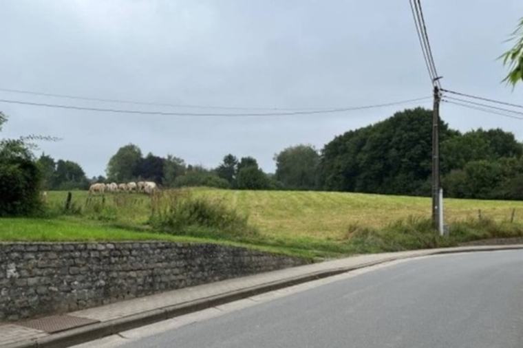 Projet de lotissement à Wavre: les "vachettes contre Matexi" ne lâchent pas l’affaire