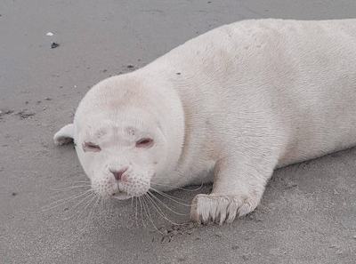 Zeldzame albinozeehond gevonden op strand in Zeeland