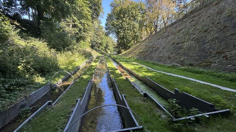 Héritage Days : à Laeken, le cresson coule de source