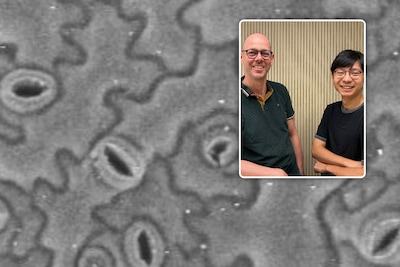 Onderzoekers ontdekken mechanisme waarmee planten zichzelf afkoelen tijdens hitte: “Belangrijker dan ooit nu hittegolven steeds vaker voorkomen”
