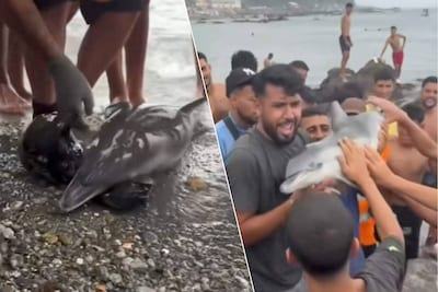 Ophef in Ceuta na beelden van migranten die dode babydolfijn als trofee omhooghouden