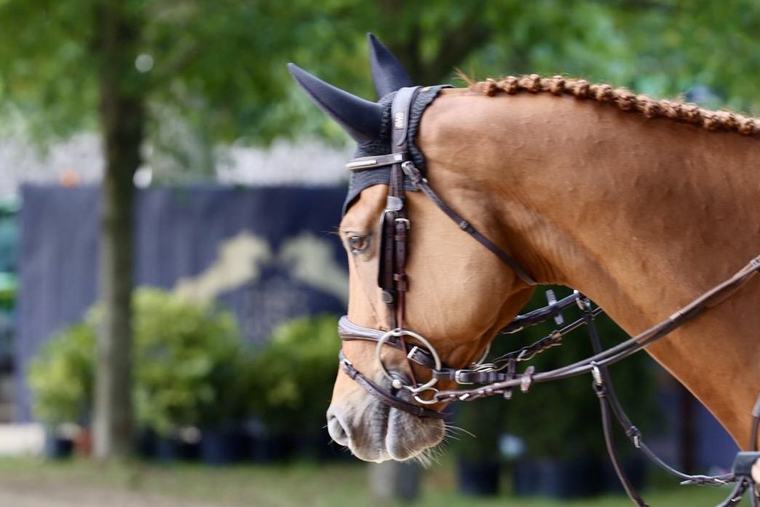 EQUTALK 25: "WK vijfjarigen: goed nieuws... maar een WK achtjarigen was ook een optie!"