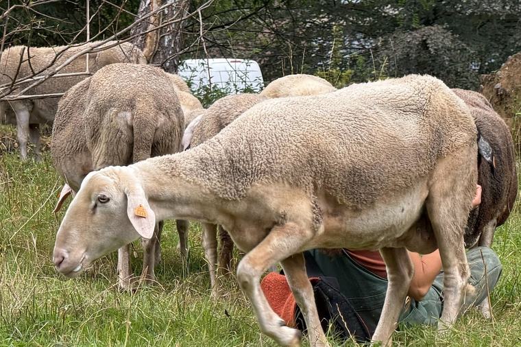 Huit brebis retraitées s’offrent une seconde vie à Ixelles : la deuxième transhumance a eu lieu