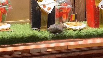 KIJK. Huiveringwekkende beelden tonen hoe muis door vitrine winkel op Brusselse Grote Markt loopt