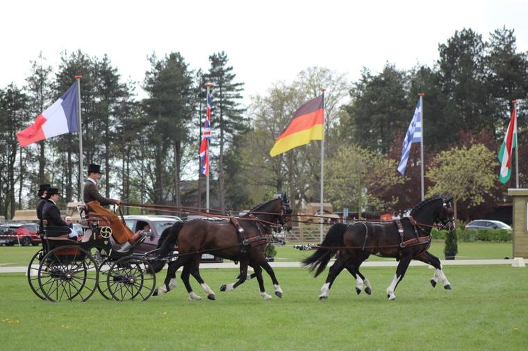 Mennen Belgisch Kampioenschap Mennen barst morgen los in Libramont: zeven nationale titels op het spel